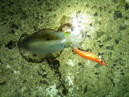 明石近辺のアオリ終わってしまったの？